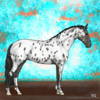 Horse Color:Grullo Appaloosa Brindle 