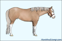 Horse Color:Silver Black Pearl Sabino Splash 