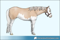 Horse Color:Silver Grullo Pearl Splash