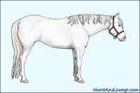 Horse Color:Smoky Creme Dun Sabino Appaloosa 