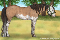 Horse Color:Liver Red Dun and Bay Dun Splash