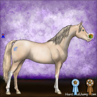 Horse Color:Gold Champagne Pearl Rabicano and Gold Champagne Roan Pearl Rabicano