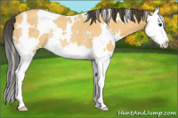 Horse Color:White Spotted Buckskin Roan Splash Rabicano