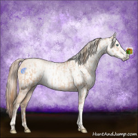 Horse Color:Gold Champagne Pearl Rabicano  and Gray Gold Champagne Pearl Rabicano 