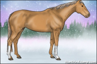 Horse Color:Palomino 