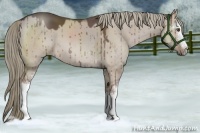 Horse Color:White Spotted Liver Red Dun Mushroom Sabino Brindle 