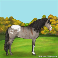 Horse Color:Bay Dun Snowcap Brindle 