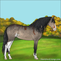 Horse Color:Brown Dun Sabino 
