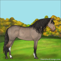 Horse Color:Liver Red Dun