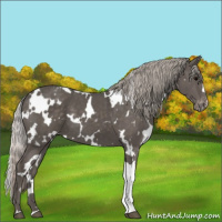 Horse Color:White Spotted Silver Black Appaloosa 