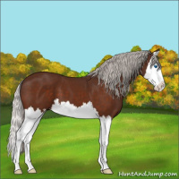 Horse Color:Silver Bay Splash 