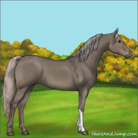 Horse Color:Silver Grullo 