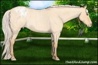 Horse Color:Silver Amber Champagne Roan Dun Appaloosa Rabicano