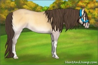 Horse Color:Amber Cream Champagne Roan Onyx 