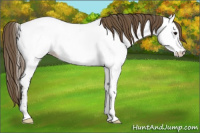 Horse Color:Smoky Grullo Appaloosa 