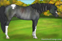 Horse Color:Black Snowcap Rabicano 