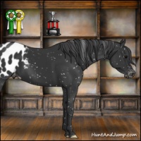 Horse Color:Black Appaloosa