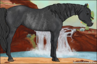Horse Color:Black Rabicano 