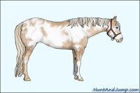Horse Color:Chocolate Palomino Pearl Frame Appaloosa 