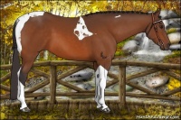 Horse Color:Buckskin Tobiano 