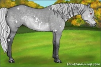 Horse Color:White Spotted Silver Grullo Chinchilla 