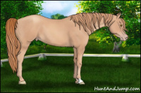Horse Color:Gold Champagne