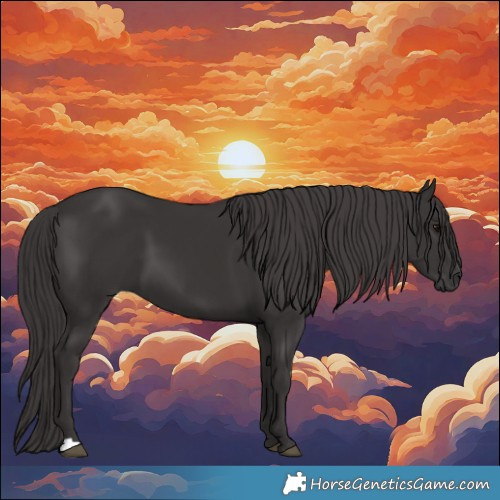 Horse Color:Smoky Black