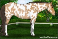 Horse Color:Buckskin Roan Near Leopard Rabicano 