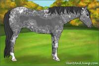 Horse Color:Black Ice Appaloosa 