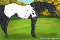 Horse Color:Black Appaloosa 