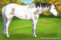 Horse Color:White Spotted Bay Ice Dun Splash Tobiano