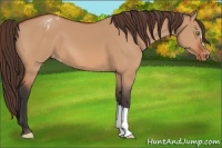 Horse Color:Bay Dun Appaloosa 