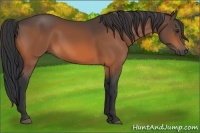 Horse Color:Brown 
