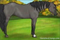 Horse Color:Grullo
