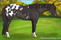 Horse Color:Smoky Black Appaloosa 