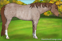 Horse Color:Red Roan Rabicano 