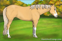Horse Color:Palomino Sabino
