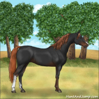 Horse Color:Gray Liver Chestnut