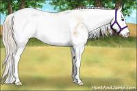 Horse Color:Palomino Sabino 
