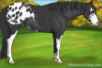 Horse Color:Black Sabino Appaloosa 