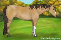 Horse Color:Buckskin 