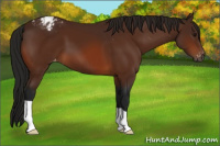 Horse Color:Gray Bay Appaloosa