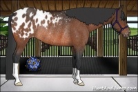 Horse Color:Bay Appaloosa Rabicano 