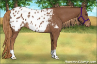 Horse Color:Chestnut Blanket Rabicano
