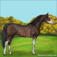 Horse Color:Brown Sabino Rabicano  and Brown Sabino Rabicano 