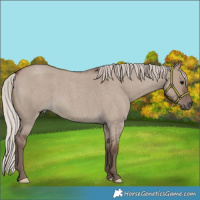 Horse Color:Silver Grullo Roan 