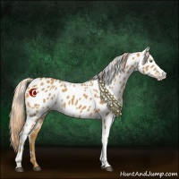 Horse Color:Palomino Appaloosa 
