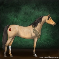 Horse Color:Buckskin Roan 