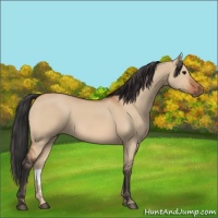 Horse Color:Bay Dun 