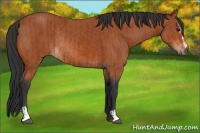 Horse Color:Bay Sabino Rabicano  and Bay Sabino Rabicano 